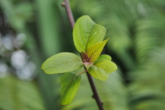 Actinidia latifolia