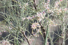 Moringa peregrina