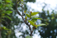 Actinidia latifolia