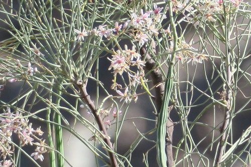Moringa peregrina