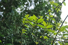 Actinidia latifolia