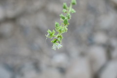 Ochradenus aucheri