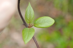 Actinidia latifolia