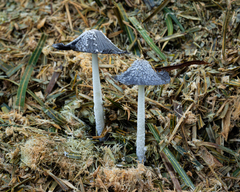 Coprinopsis cinerea