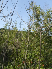 Fraxinus dipetala