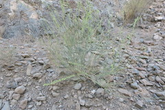 Ochradenus aucheri