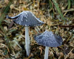 Coprinopsis cinerea