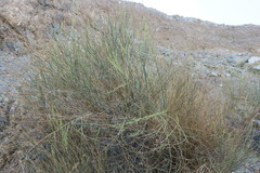 Ochradenus aucheri