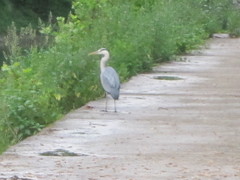 Ardea cinerea