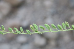 Ochradenus aucheri