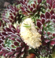 Tettigonia viridissima