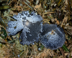 Coprinopsis cinerea