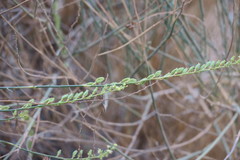 Ochradenus aucheri