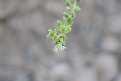 Ochradenus aucheri