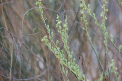 Ochradenus aucheri