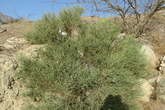 Ochradenus aucheri