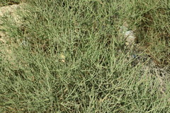 Ochradenus aucheri