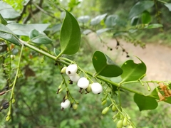 Chiococca pachyphylla