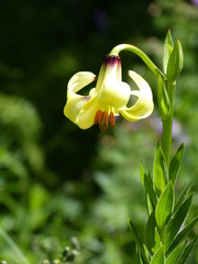 Lilium monadelphum