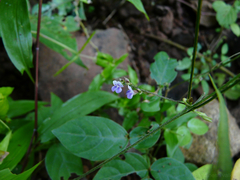 Teramnus labialis