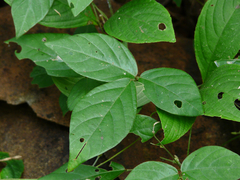 Teramnus labialis