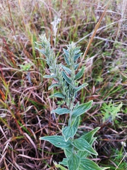 Lithospermum bejariense