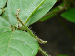 Teramnus labialis