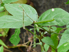 Teramnus labialis