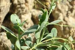 Physorhynchus chamaerapistrum