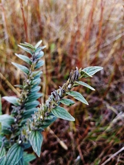 Lithospermum bejariense