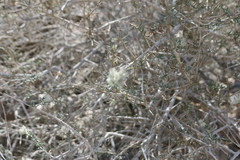 Plocama aucheri