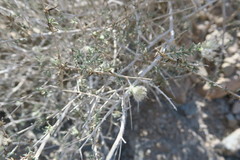 Plocama aucheri