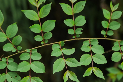 Lagerstroemia subcostata iNat (2)