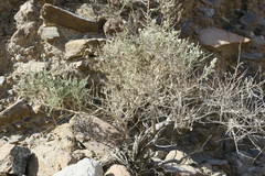 Plocama aucheri