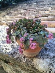 Hylotelephium sieboldii