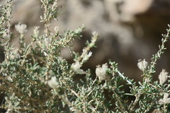 Plocama aucheri