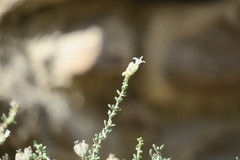 Plocama aucheri