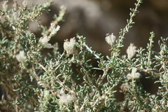 Plocama aucheri