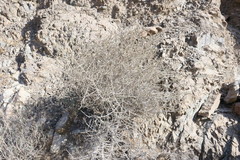 Plocama aucheri