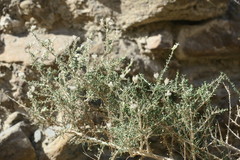Plocama aucheri