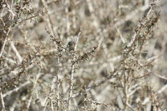 Plocama aucheri