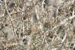 Plocama aucheri