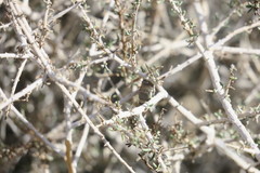 Plocama aucheri