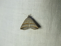 Colobochyla salicalis