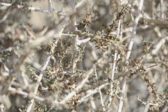 Plocama aucheri