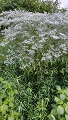 Eupatorium serotinum