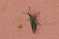 Orthoptera