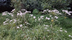 Eupatorium serotinum