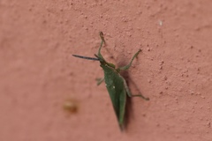 Orthoptera