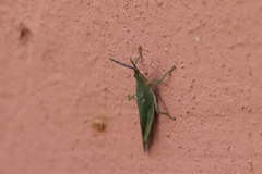 Orthoptera